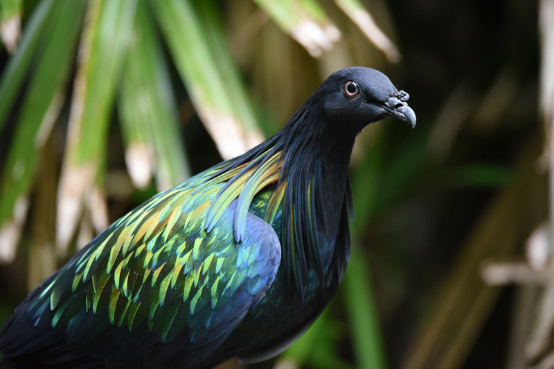 Nicobar Pigeon 4529 by DPasschier