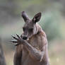 Kangaroo 3275