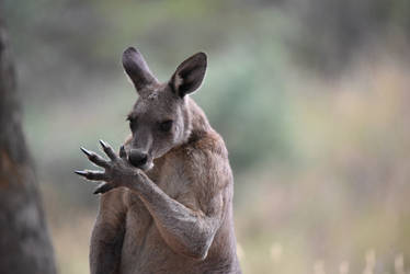 Kangaroo 3275