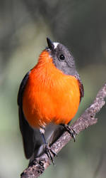 Flame Robin 9207