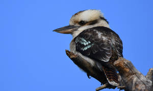 Laughing Kookaburra 1773