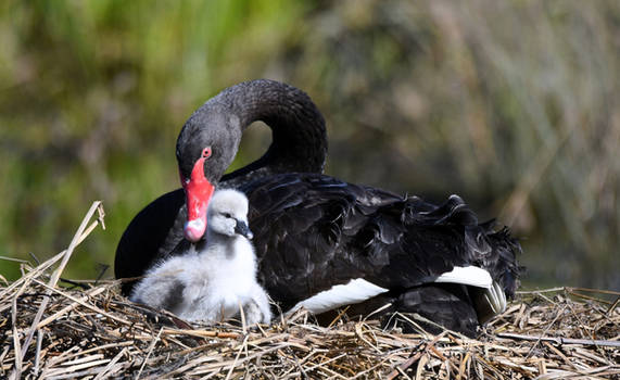 Black Swan  Cygnet.3525