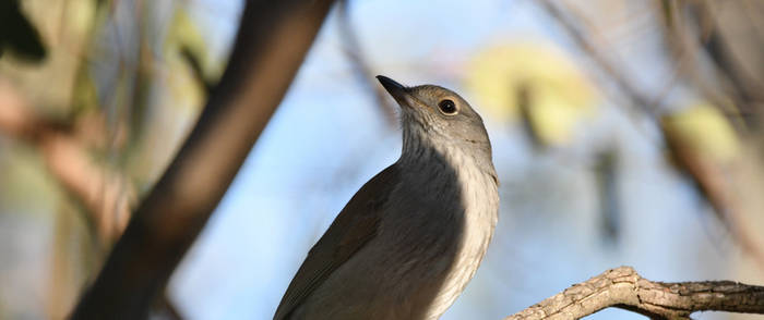 Grey Shrike-Thrush 2472