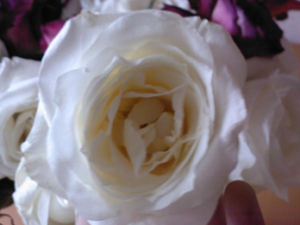 Just a rose...