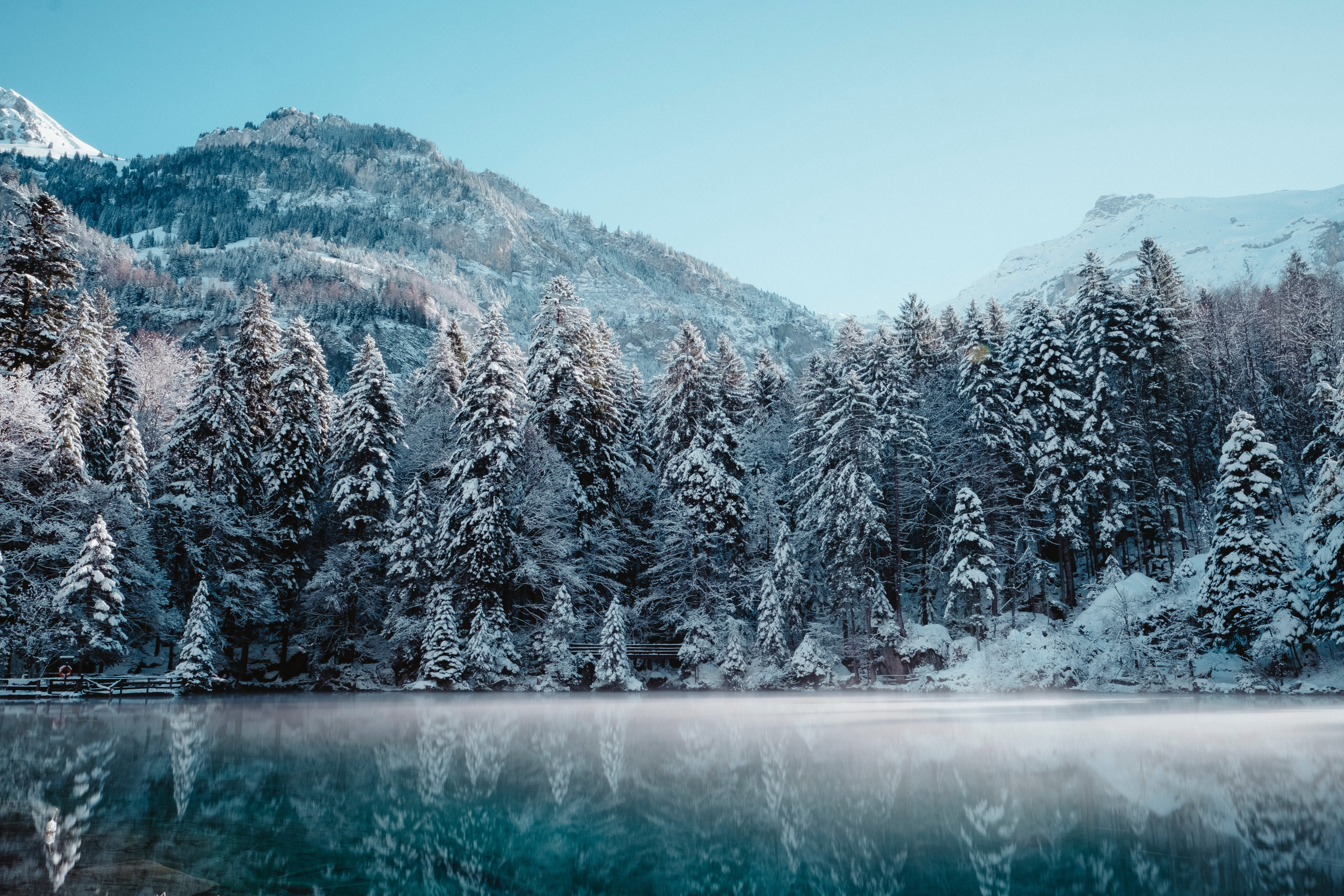 joel-jasmin-forestbird-efuwb5eBDrI-unsplash