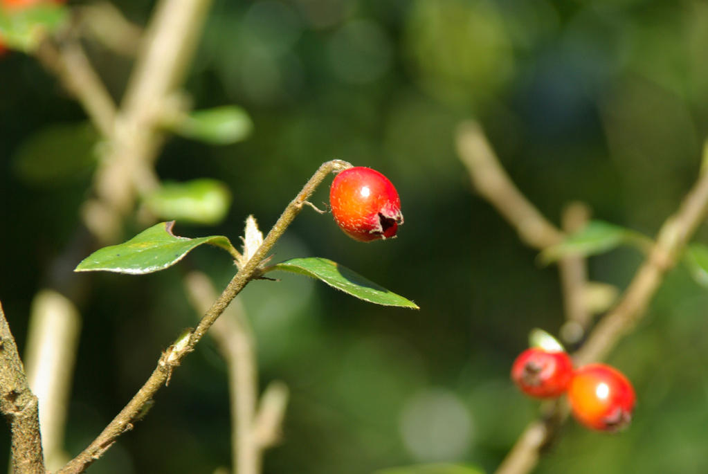 Single berry by waldroncorvid on DeviantArt