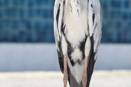 Bird in Maldives- Meeru Island