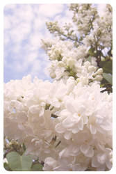 white lilac