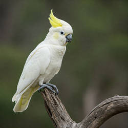 Cockatoo