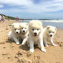Samoyed Puppies at the Beach