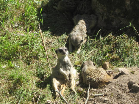 Meerkat - Just Chillin