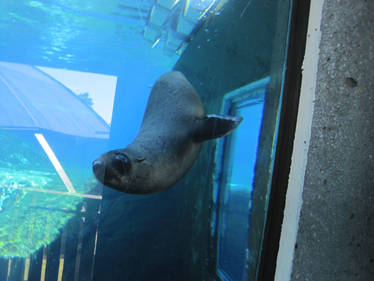 Sea Lion - What're you looking at