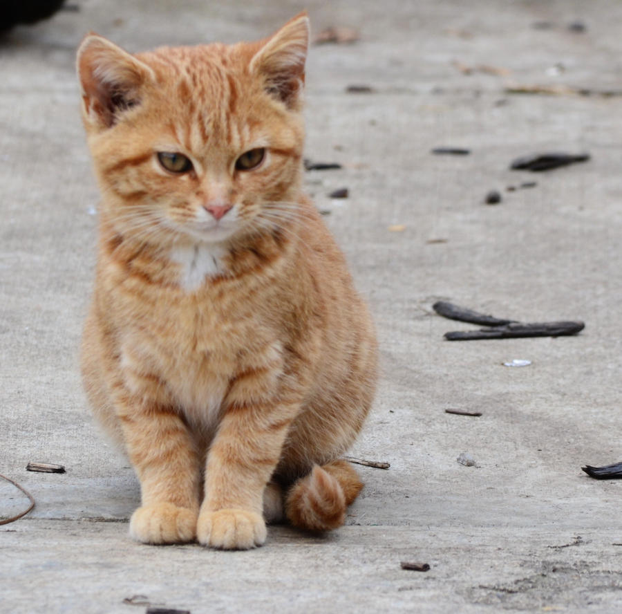 orangekitty