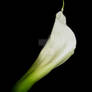 Calla Lily