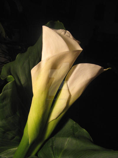 Calla Lilies