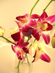 Orchids