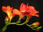 Freesia by Heidi-V-Art