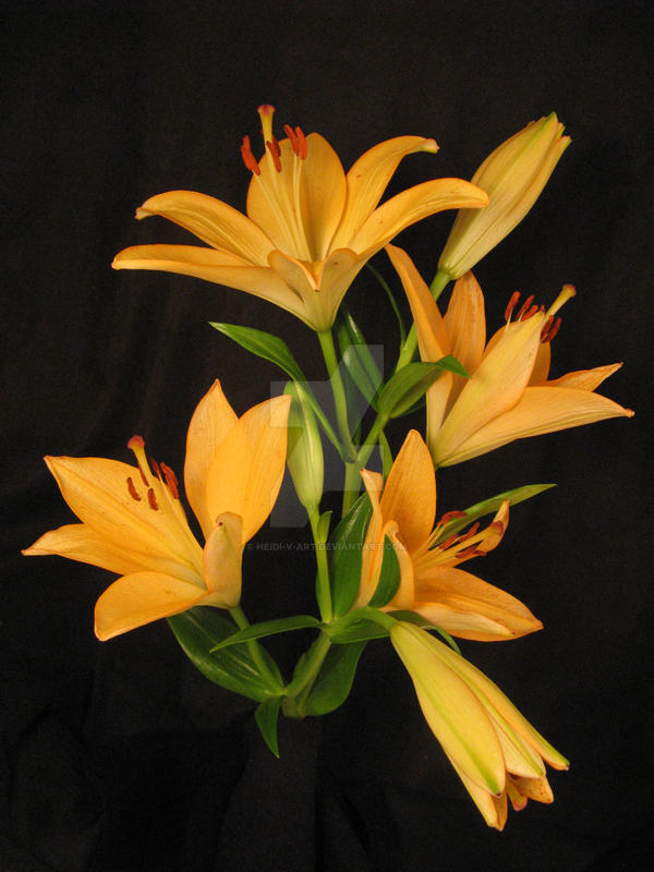 Orange Lillies by Heidi-V-Art