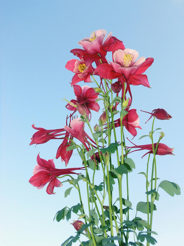 Columbine