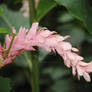 Pink Cone Ginger