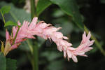 Pink Cone Ginger by Heidi-V-Art