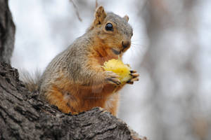 Happy Squirrel by Heidi-V-Art