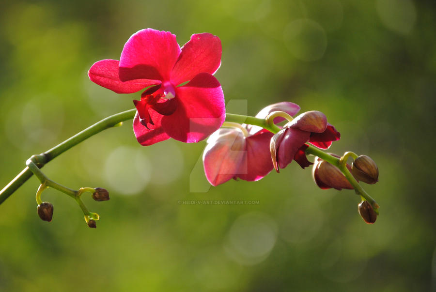 Sunlit Orchid