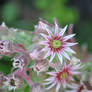 Bursting Pink Flowers