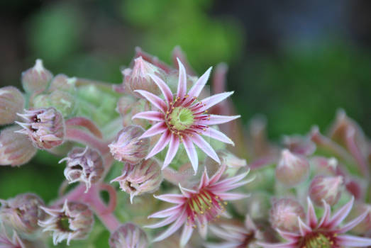 Bursting Pink Flowers