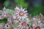 Bursting Pink Flowers by Heidi-V-Art