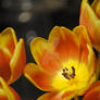 Yellow and orange tulips