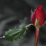 Red, Red Rose