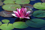 Water Lily by Heidi-V-Art