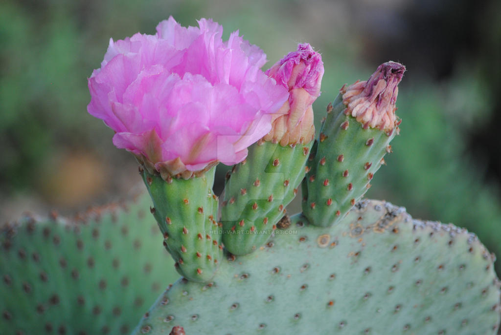 Cacti In Bloom by Heidi-V-Art