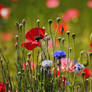 In a Field of Flowers