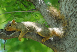 Resting Squirrel