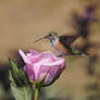 Hummingbird Perched on a Rose