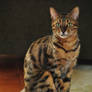 Max the Bengal Cat