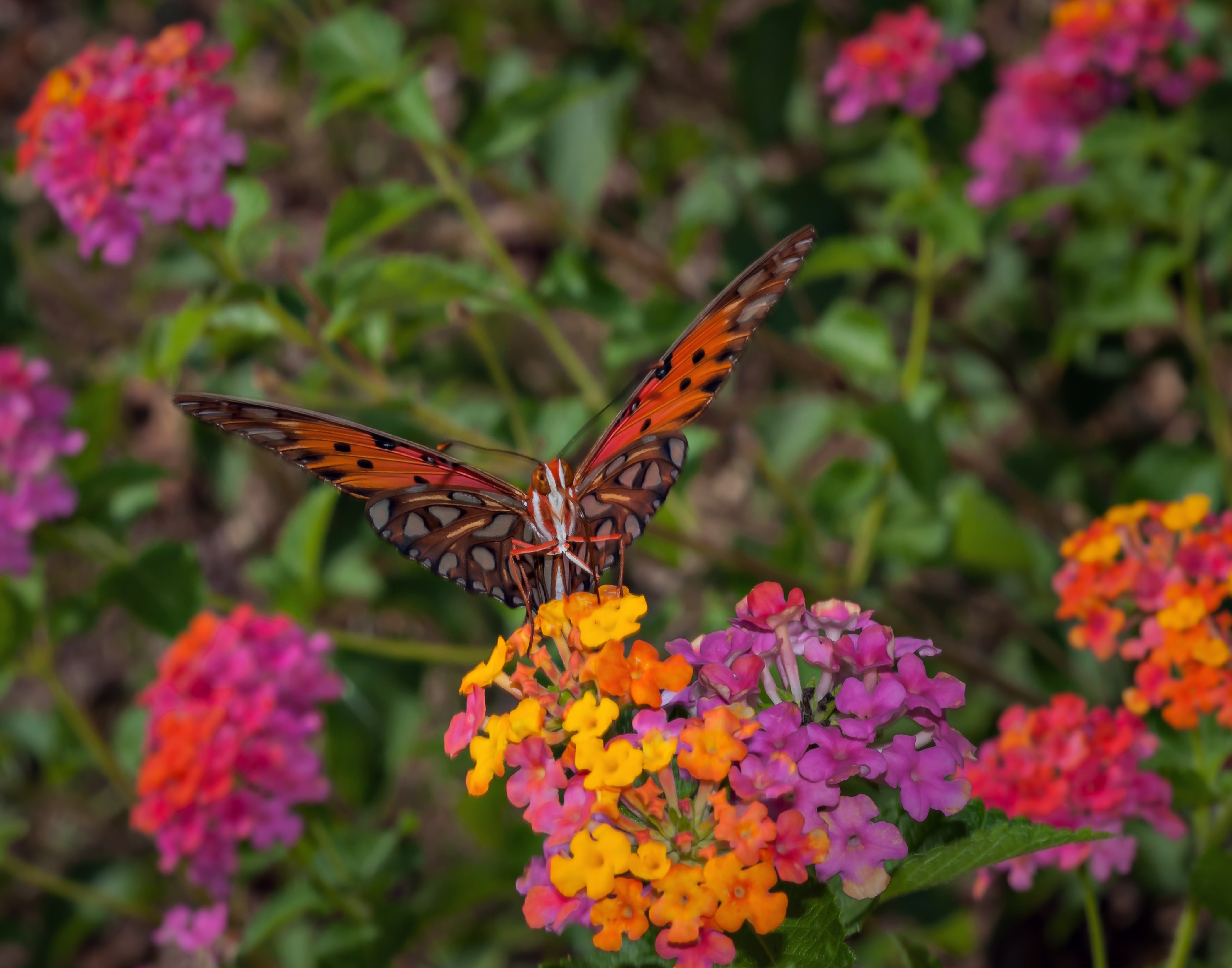 Lantana And Butterfly