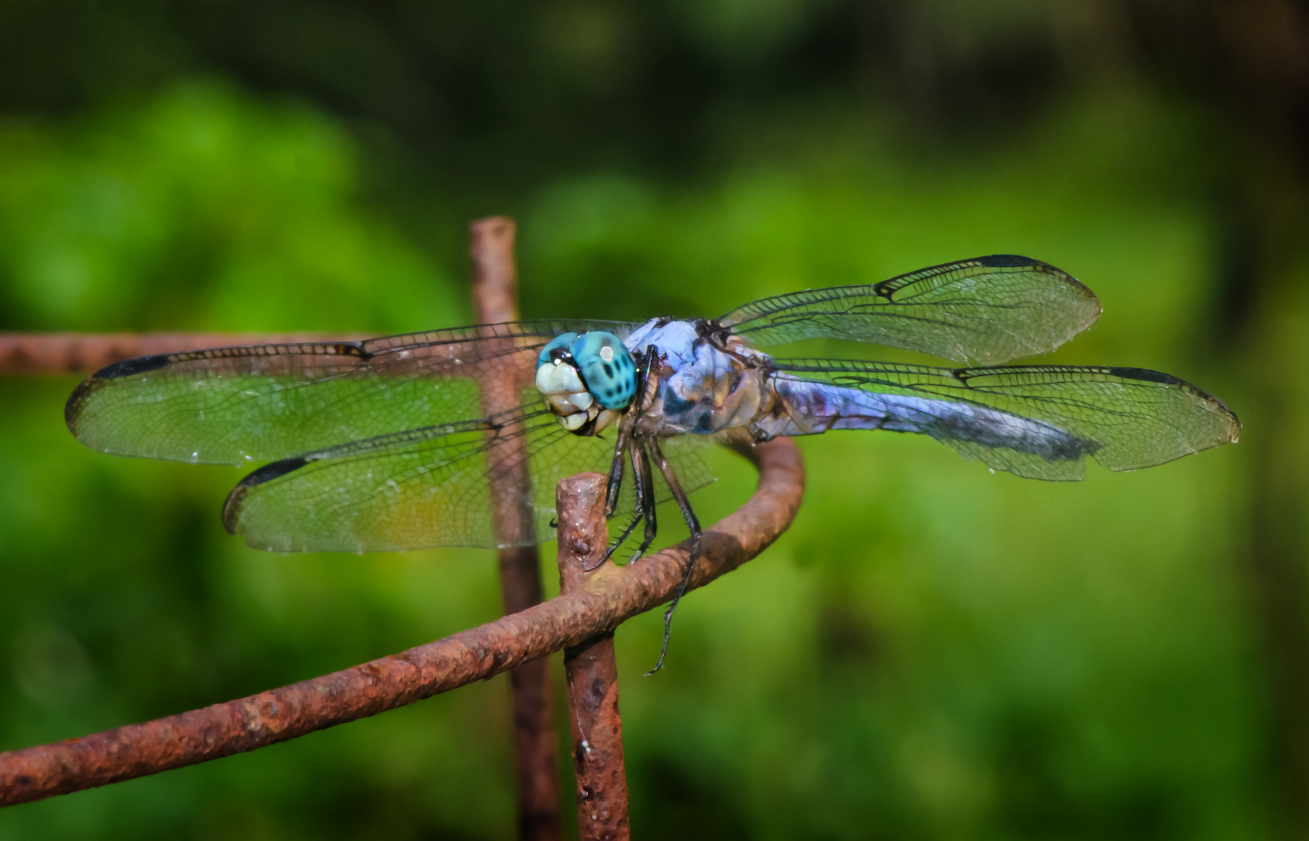 Rust and Dragonfly