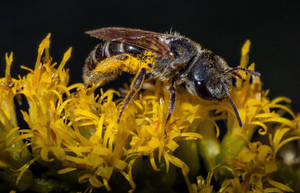 Ragweed  Bee