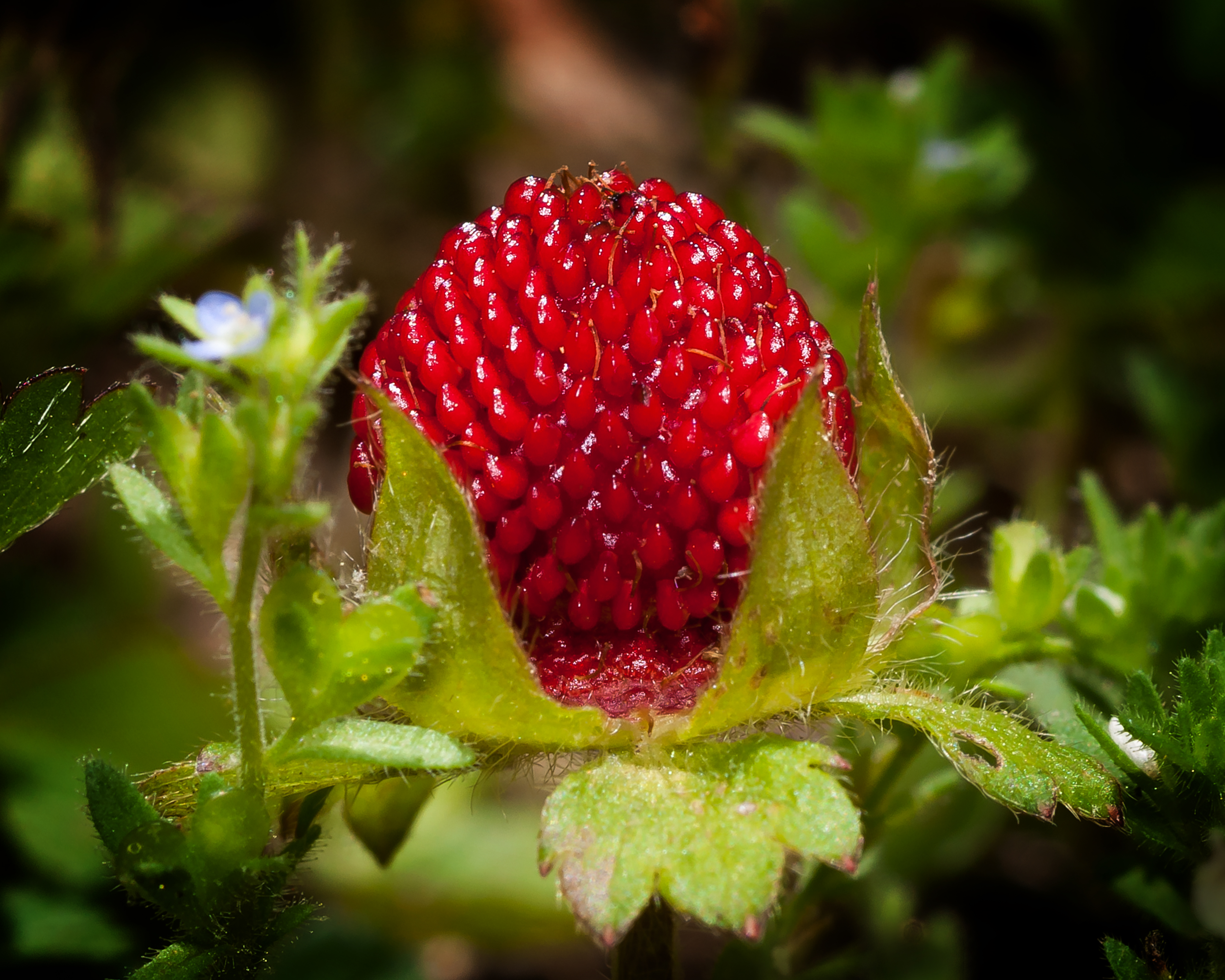 Wild Strawberry Looks Better Than