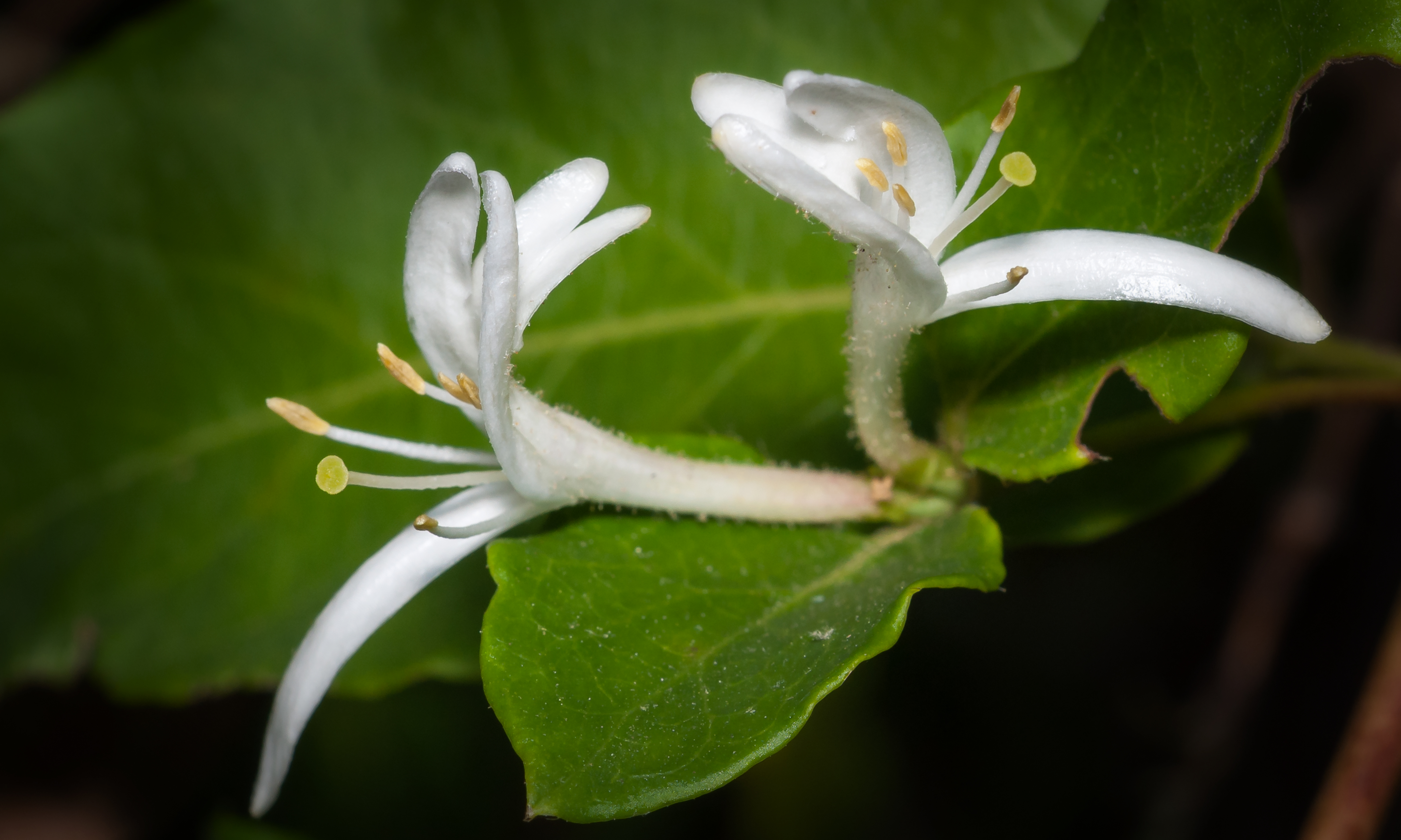 Honeysuckle Time Just When You Thought The Pollen