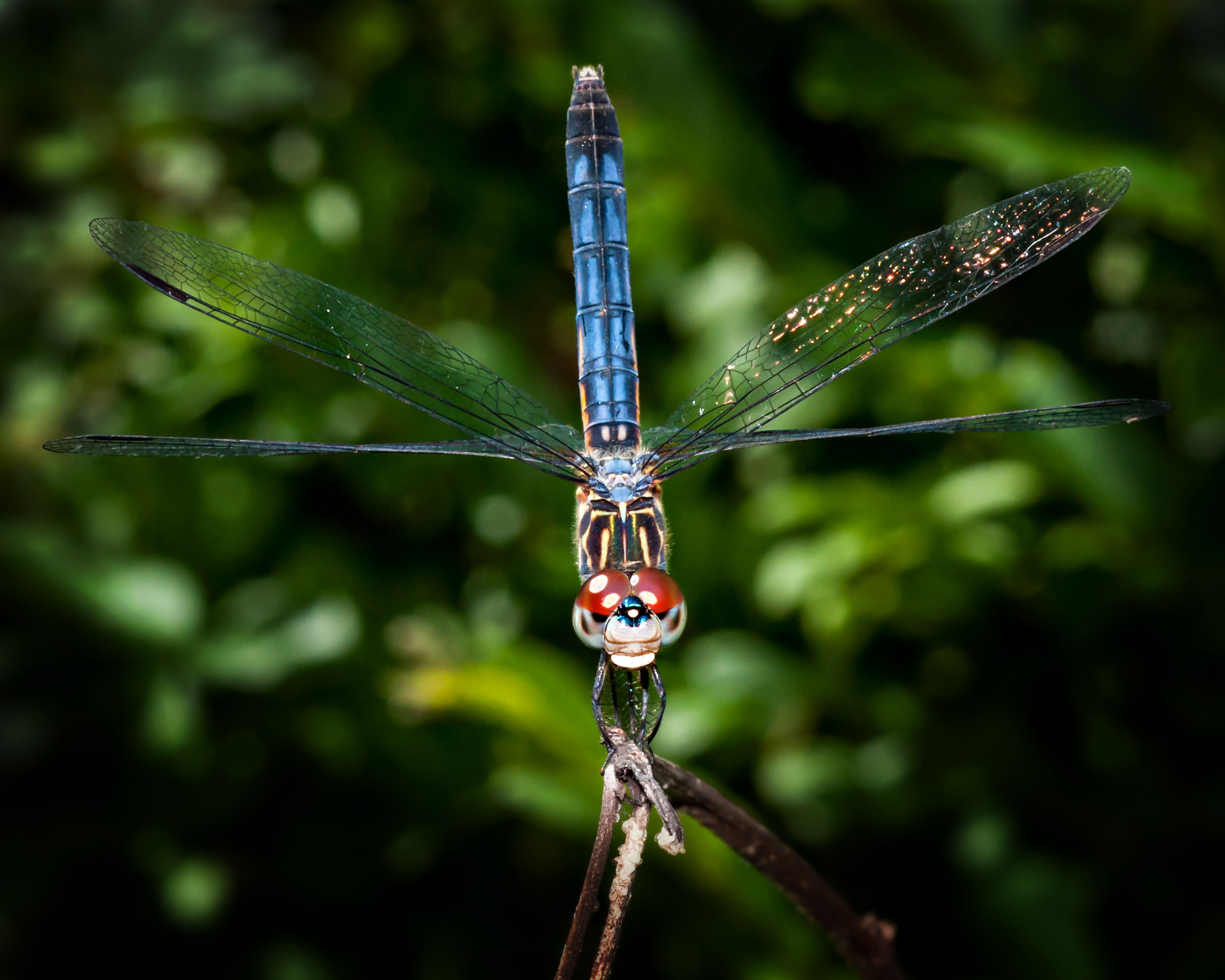 Calm Dragonfly