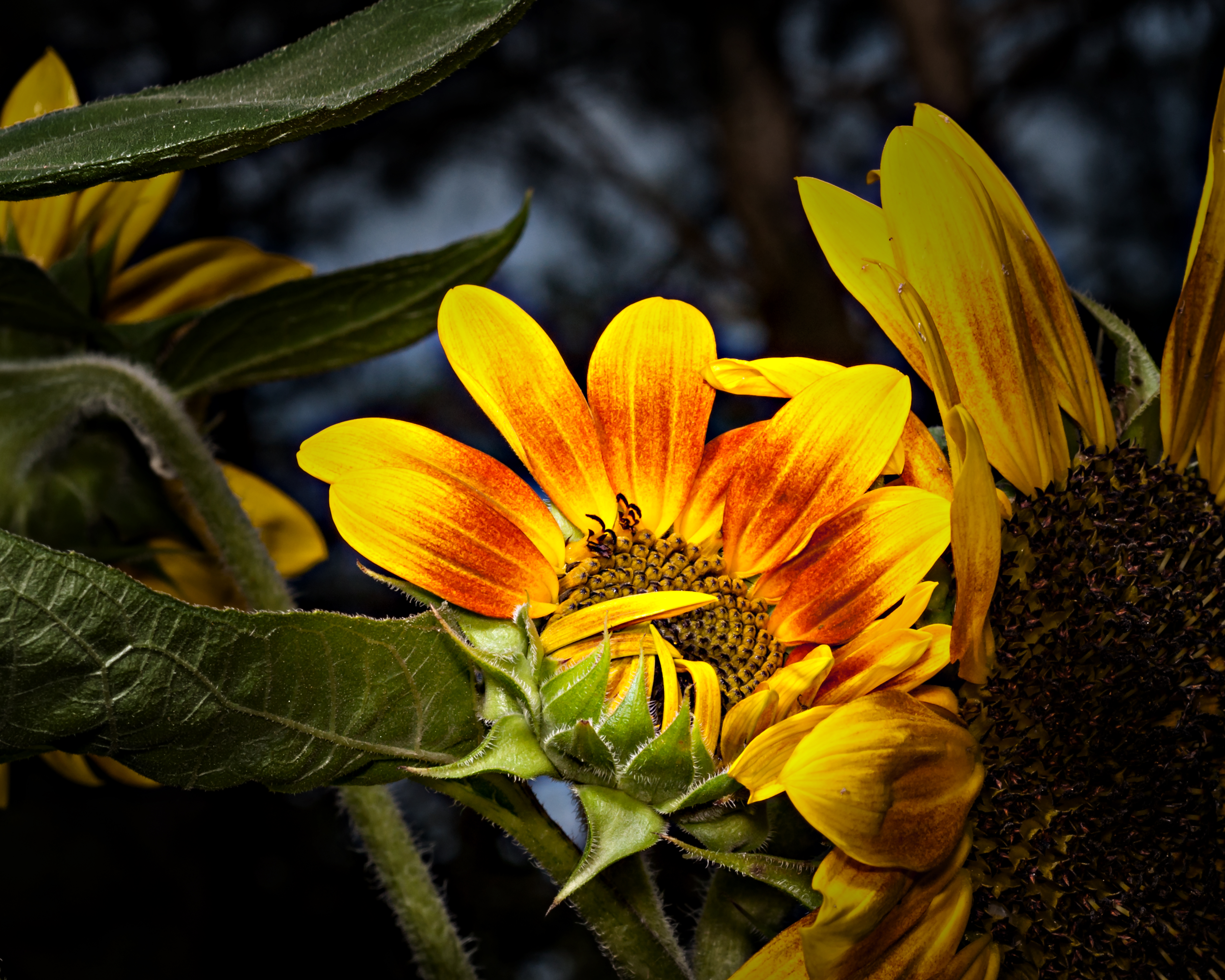 SunSet Flowers