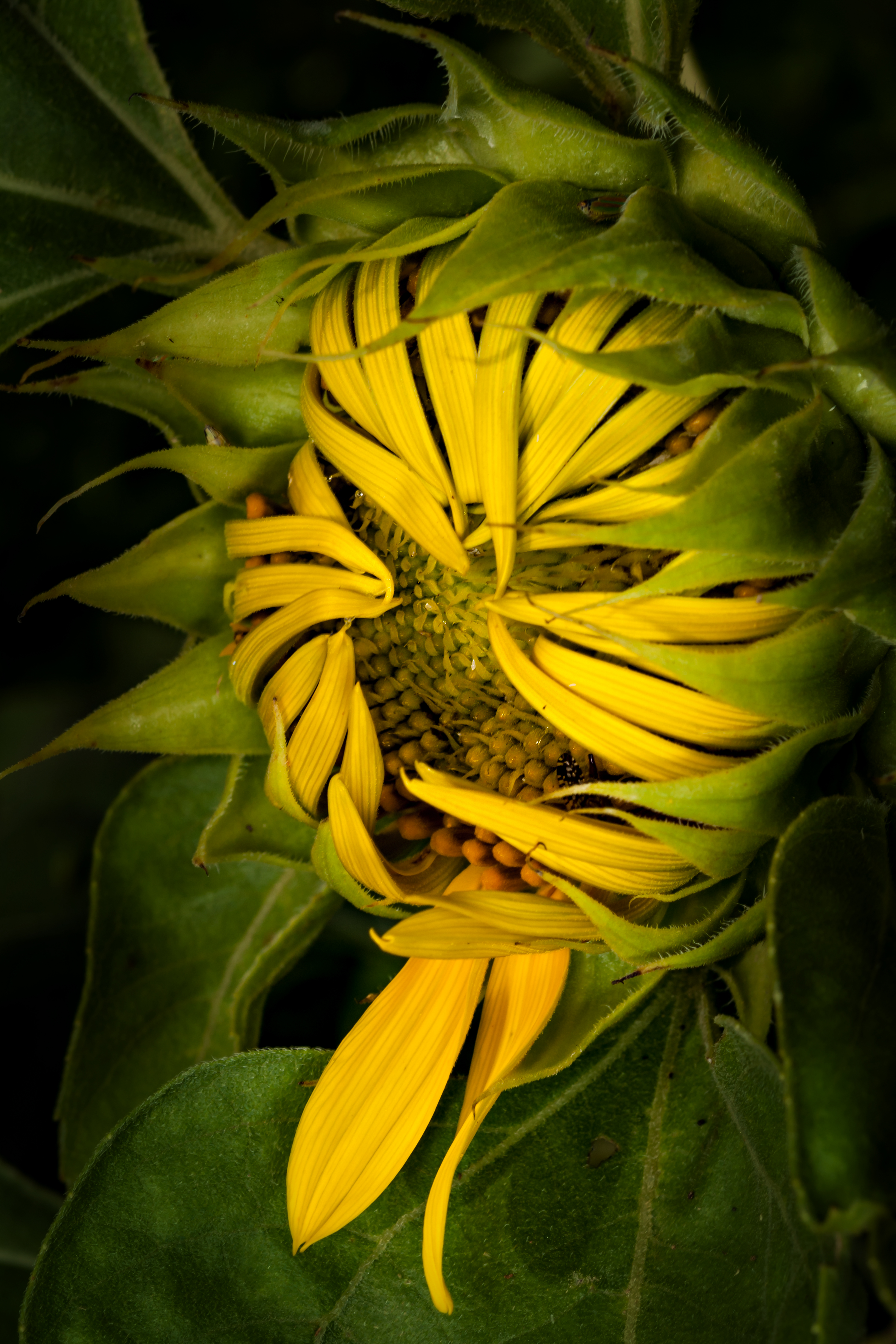 Naughty SunFlower