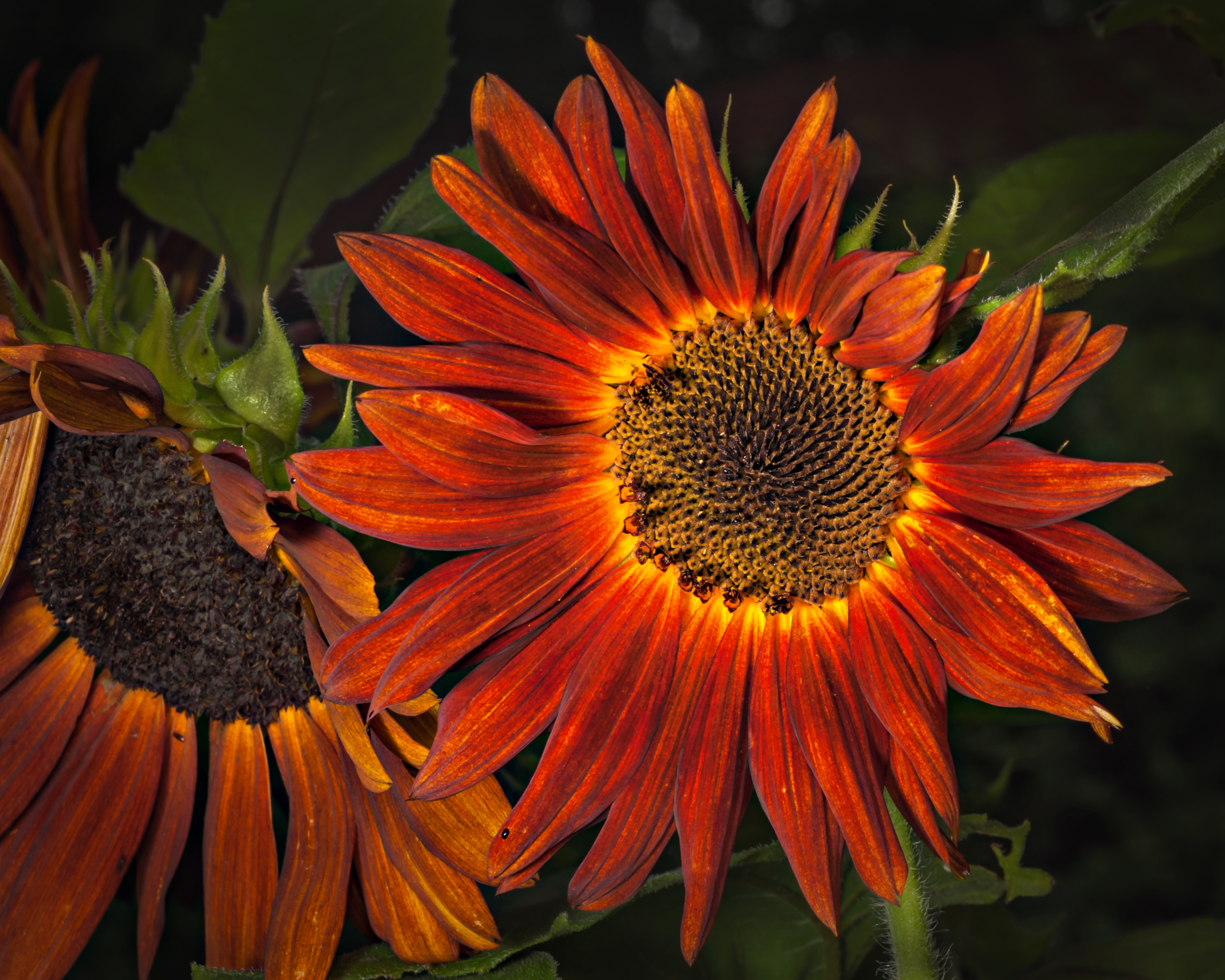 Sunflower On Not A Sunny Day