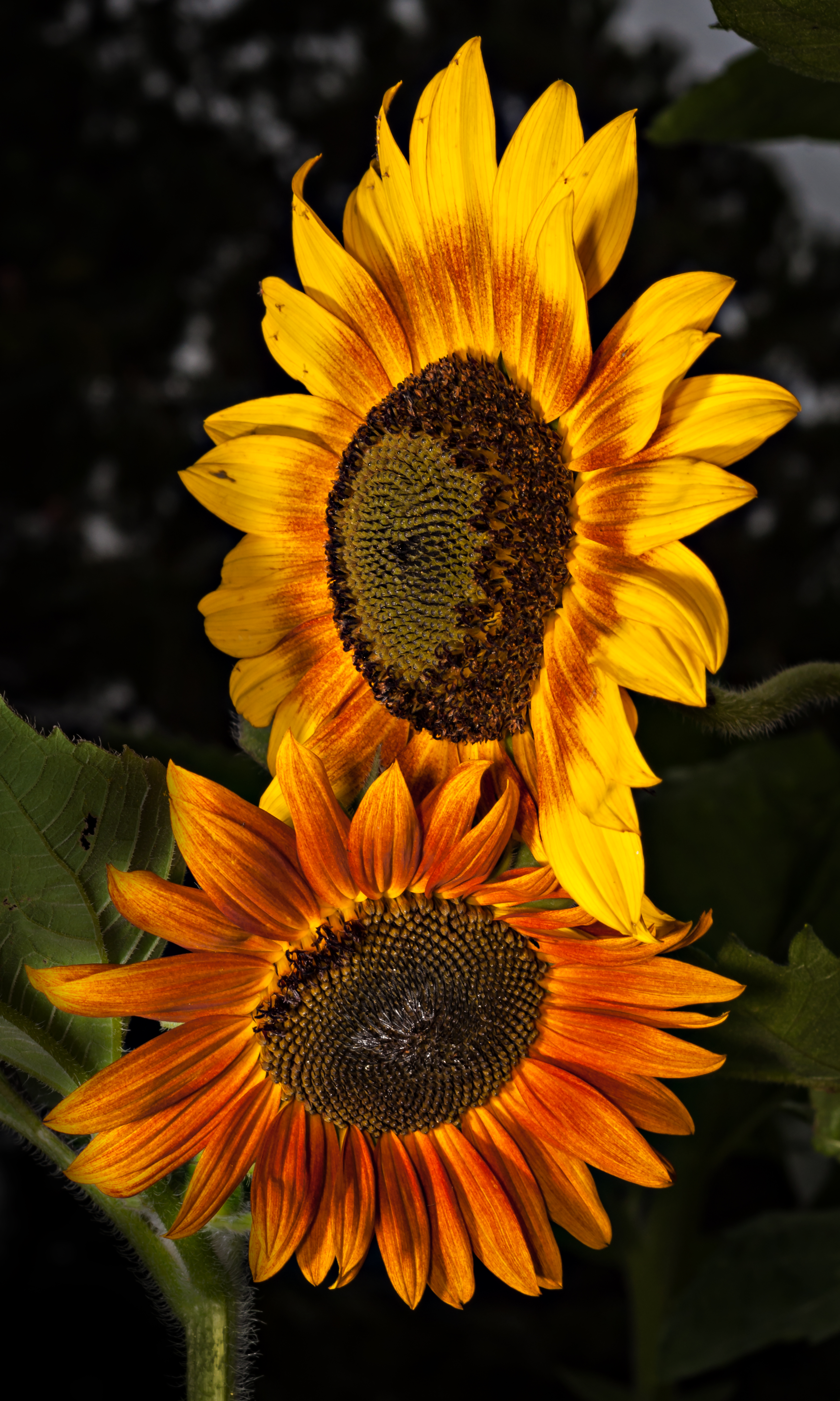 SunFlower SunSet