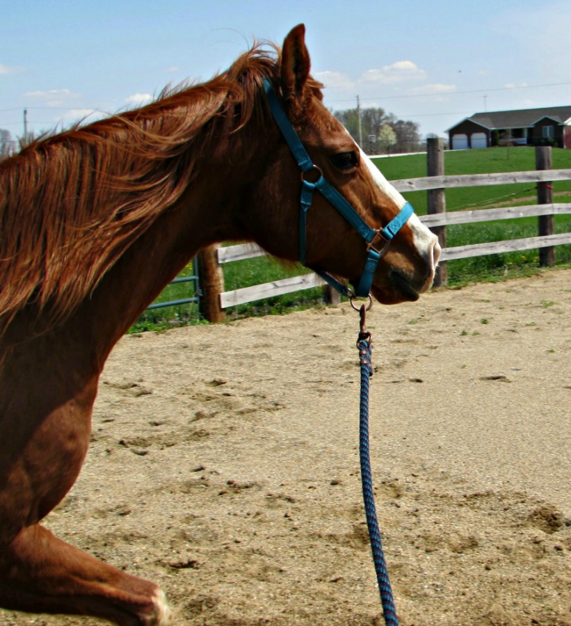 Lunging Fun