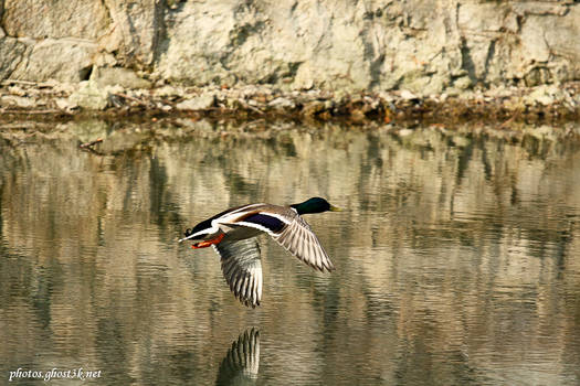 Duck Flyby